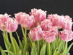 tulipsNL (8)